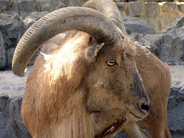 Portrait Wild Ram Big Horns — Stock Photo, Image