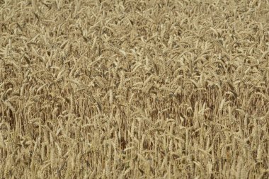 Olgun buğday tarlası