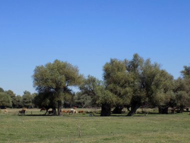 Söğütlerin arasındaki bir çayırda sığır sürüsü