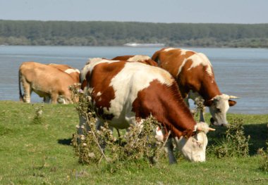 Nehir kıyısında sığır sürüsü