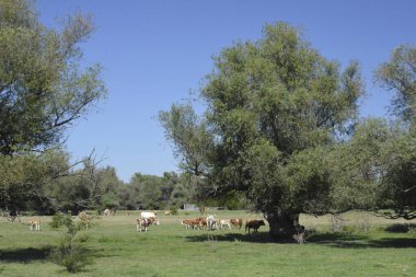 Söğütlerin arasındaki bir çayırda sığır sürüsü