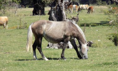 Doğa koruma alanında çayırdaki atlar.
