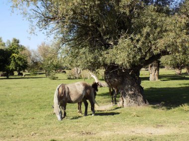 Doğa koruma alanında çayırdaki atlar.