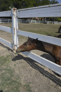 Beyaz çitin arkasındaki otlakta atlar.
