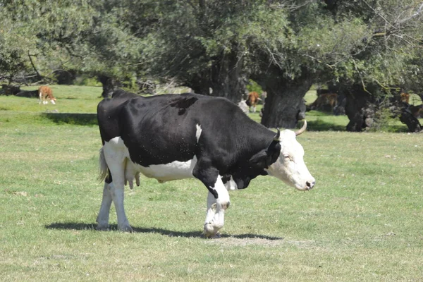 Rebanho Vacas Prado Entre Salgueiros — Fotografia de Stock