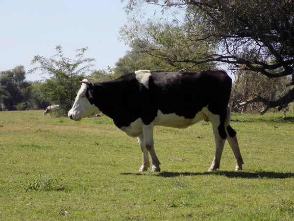 Rebanho Vacas Prado Entre Salgueiros — Fotografia de Stock