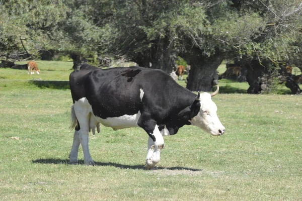 Manada Vacas Prado Entre Sauces — Foto de Stock