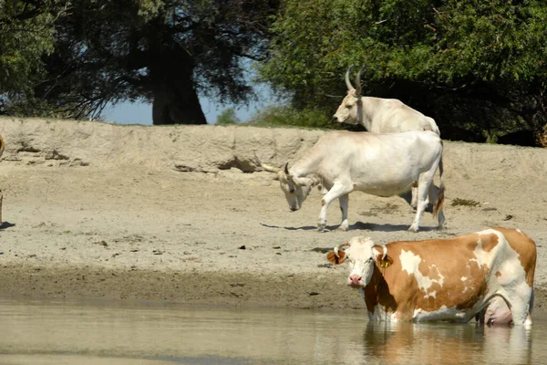 Manada Búfalos Pastando Uma Reserva Natural — Fotografia de Stock