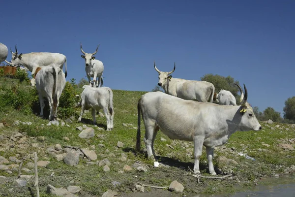Manada Búfalos Pastando Una Reserva Natural — Foto de Stock