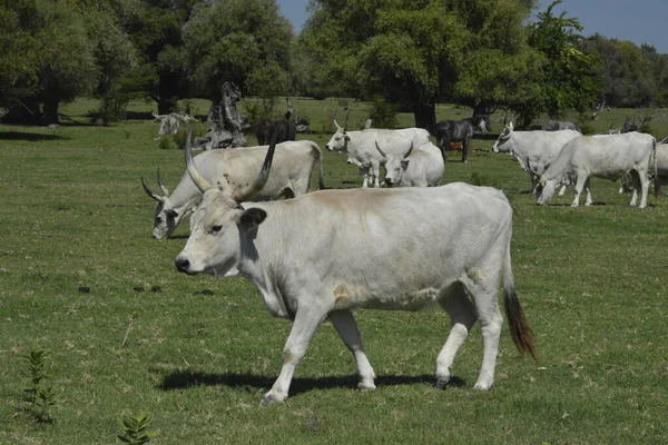 Herd Van Buffelbeweiding Een Natuurreservaat — Stockfoto