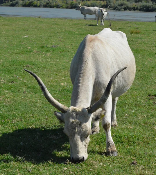 自然保護区での水牛の放牧の群れ — ストック写真