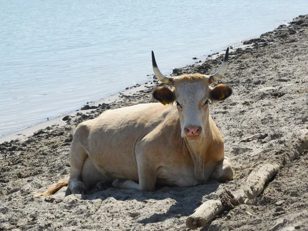 stock image Herd of buffalo grazing in a nature reserve