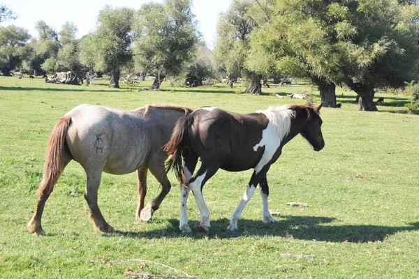 Cavalos Prado Uma Reserva Natural — Fotografia de Stock