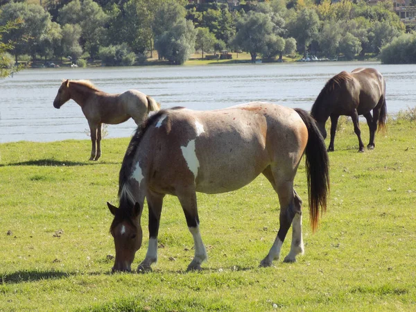 stock image Horses on a meadow near the river, in a nature reserve