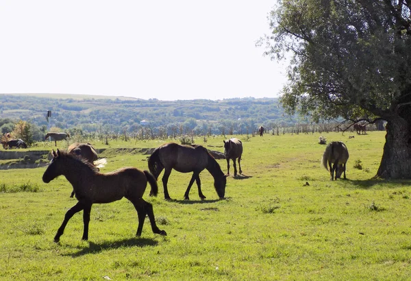 Horses on a meadow in a nature reserve