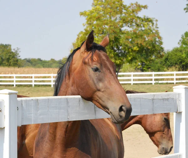 stock image Portrait of a beautiful horse