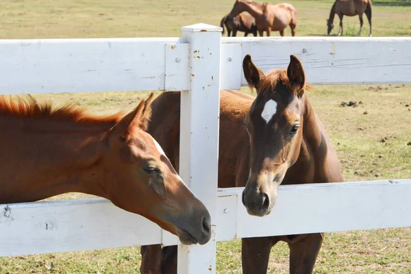 白い柵の後ろのパドックの馬 — ストック写真
