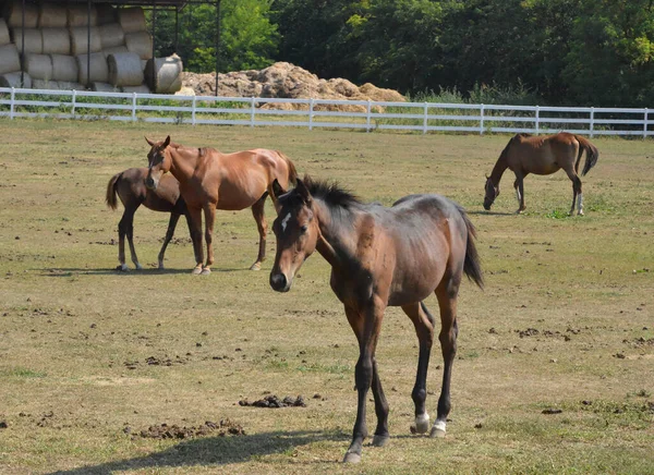 Cavalos Paddock — Fotografia de Stock