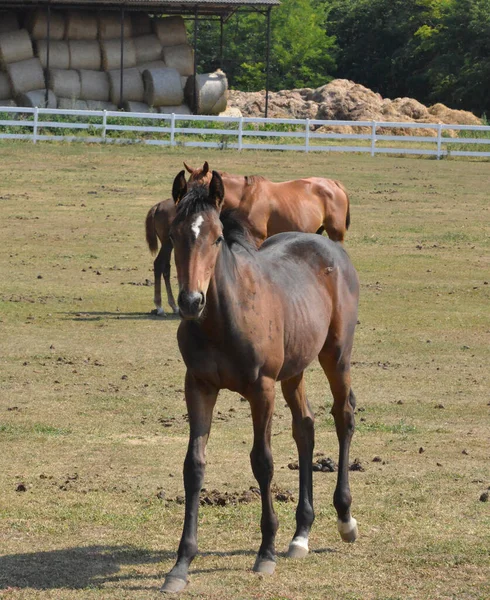 パドックの馬 — ストック写真