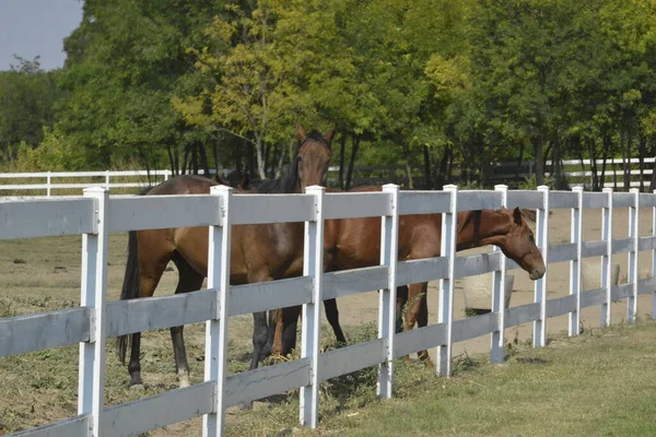 Paarden Paddock Achter Het Witte Hek — Stockfoto
