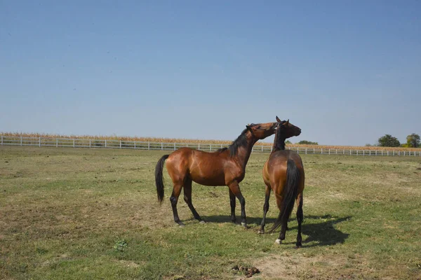 Dois Cavalos Estão Brincar Doca — Fotografia de Stock