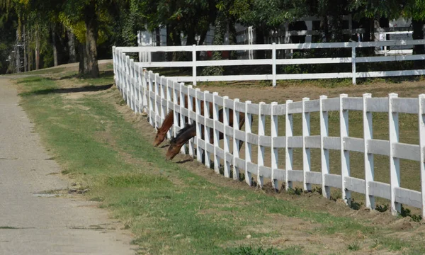 Pferde Auf Der Koppel Hinter Dem Weißen Zaun — Stockfoto