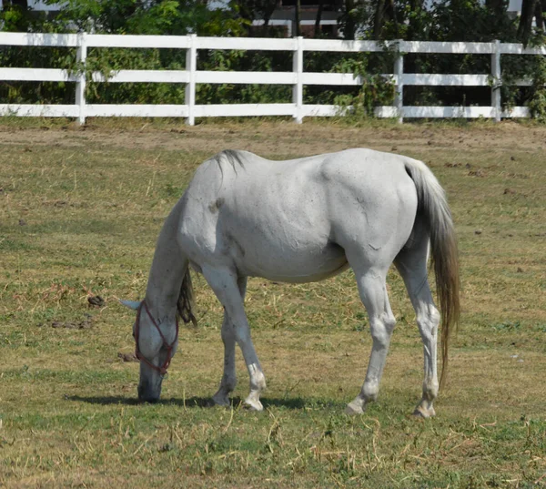 Konie Padoku — Zdjęcie stockowe