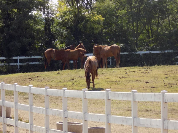白い柵の後ろのパドックの馬 — ストック写真