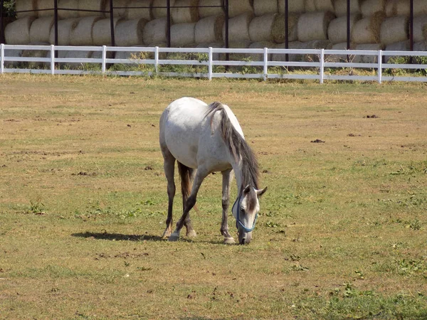 パドックの馬 — ストック写真