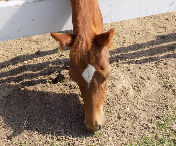 Güzel bir atın portresi.