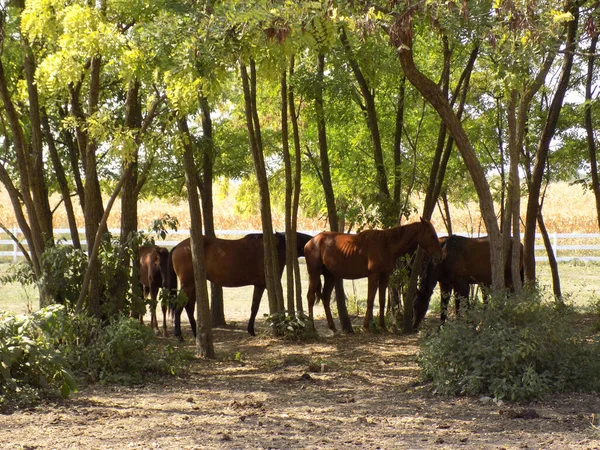 Koně Ohradě — Stock fotografie
