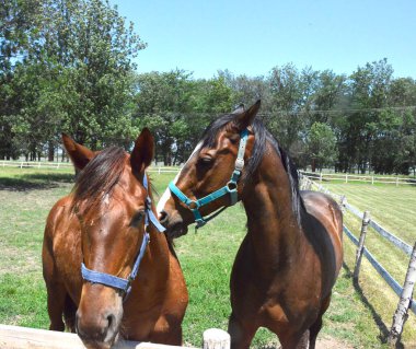 Ağılda bir çift güzel at.