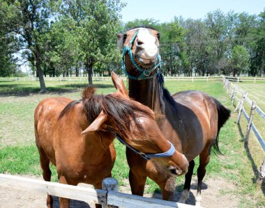 Ağılda bir çift güzel at.
