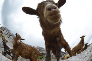 Cüce keçiler, Balık Gözlü lenslerle fotoğraflanmış.