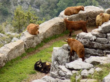 Dağın tepesinde cüce keçi sürüsü