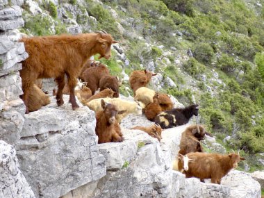 Dağın tepesinde cüce keçi sürüsü