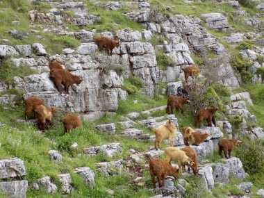 Dağın tepesinde cüce keçi sürüsü