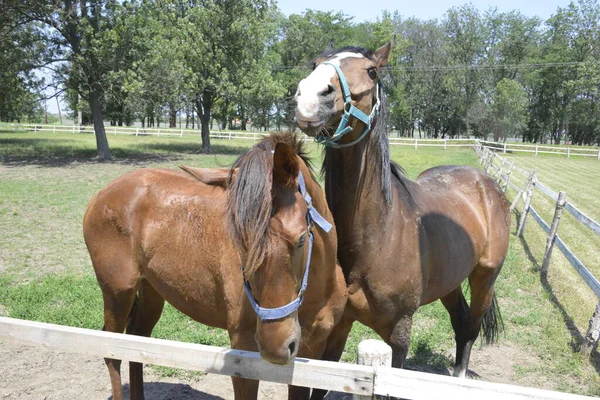 Pár Krásných Koní Ohradě — Stock fotografie