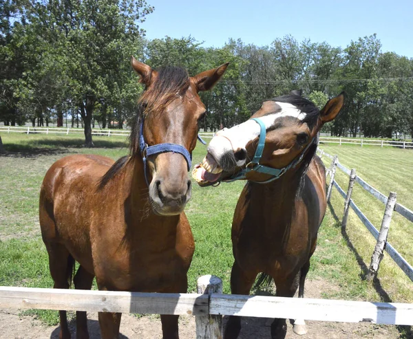 stock image Pair of beautiful horses in a corral