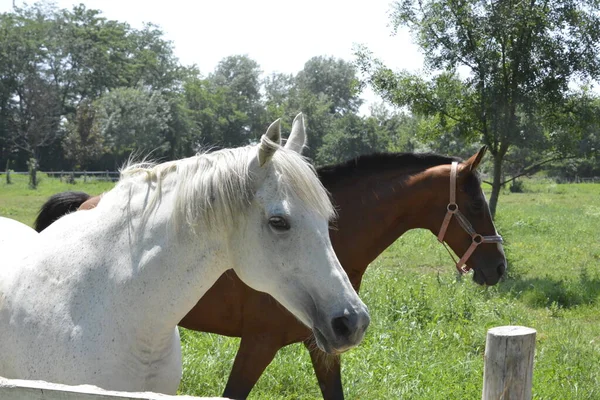 Pair Beautiful Horses Corral — Stock Photo, Image