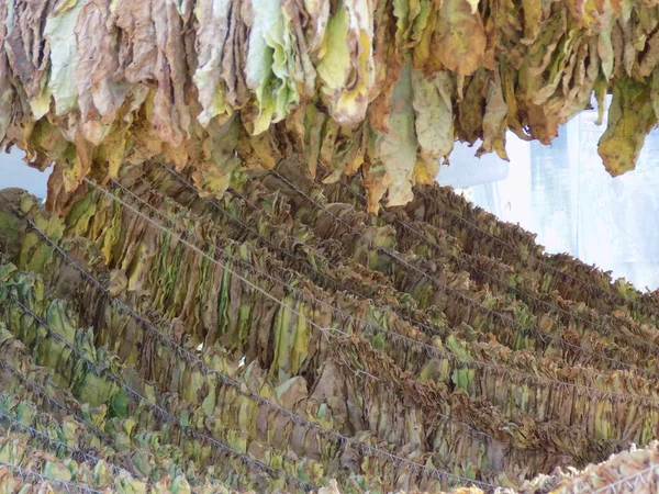 タバコの葉を乾燥させる伝統的な方法で — ストック写真