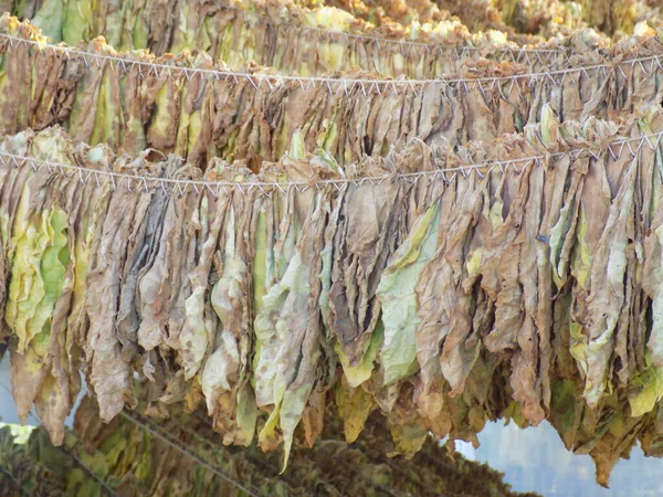 タバコの葉を乾燥させる伝統的な方法で — ストック写真