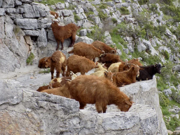 stock image Herd of dwarf goats high in the mountains