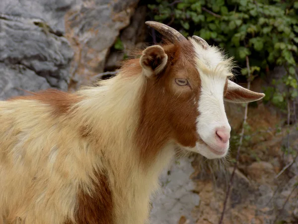 Portrait Dwarf Goat Rocks — Stock Photo, Image