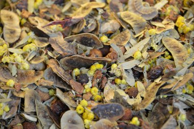 Geleneksel Türk bitki çayı için çeşitli kurutulmuş bitkiler