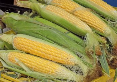 Markette mısır koçanı yığını