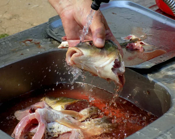 准备鱼烹调 切除内脏 — 图库照片