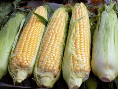Markette beş mısır koçanı.