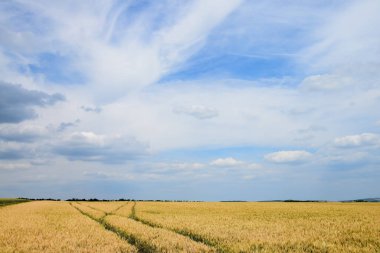 Yazın başında tahıl tarlalarında lastik izleri.