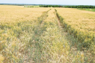 Yazın başında tahıl tarlalarında lastik izleri.